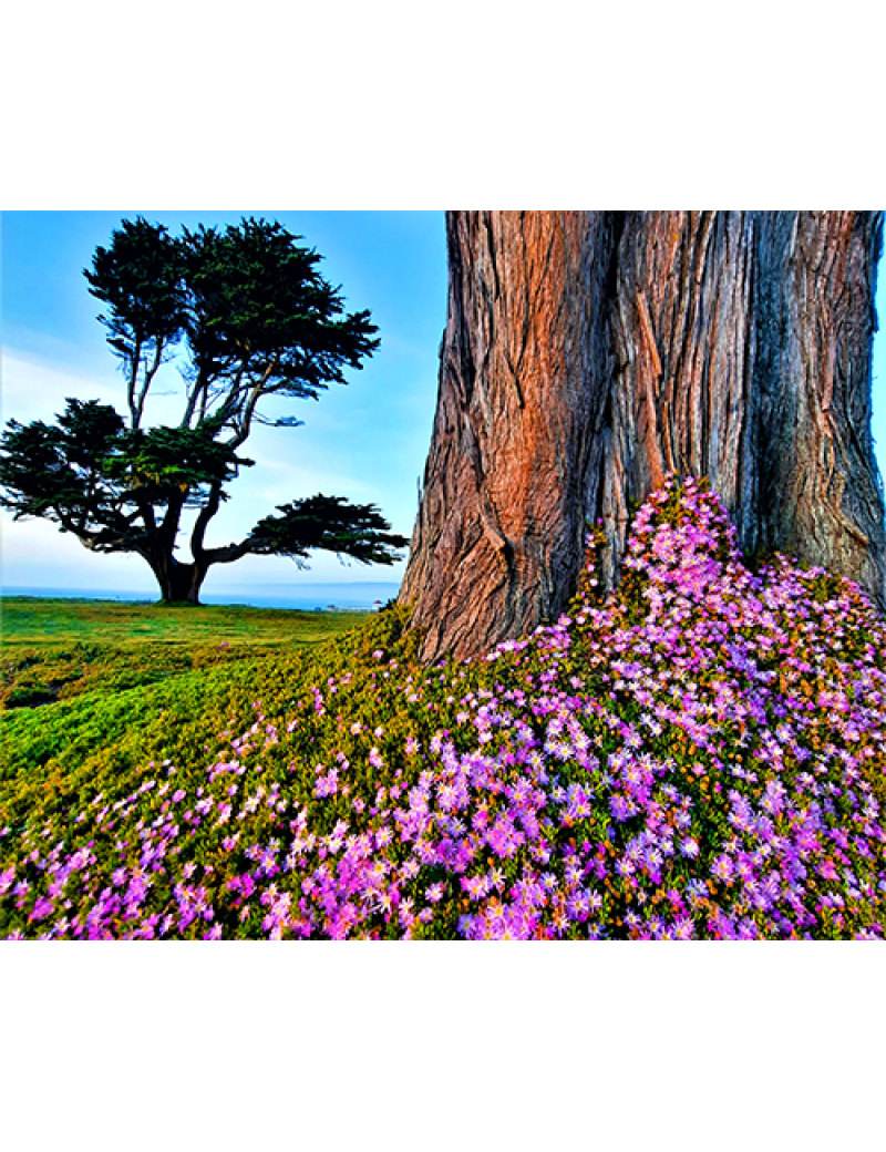 Monterey Cypress